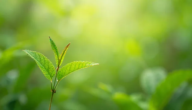 网站性能优化：从资源加载到数据库查询的两个实际环节