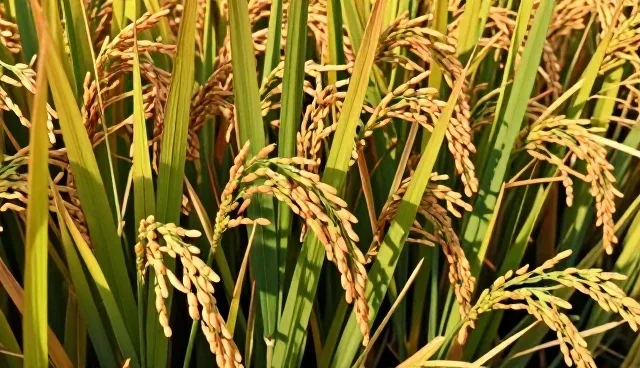 稻米种植中如何有效防控病虫害问题
