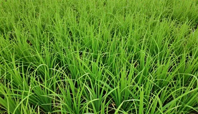 种苗质量把控：从供应到种植的全流程解析
