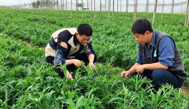 种植技术指导如何帮助解决实际问题？