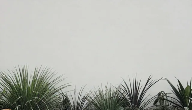 需求反馈如何影响商务策划基础套餐的执行效果