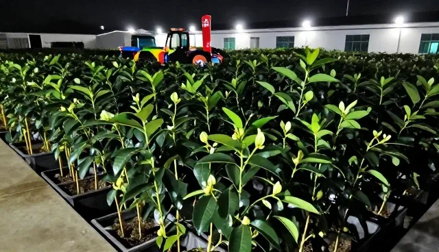 油茶种苗种植条件选择依据及技术推广要点