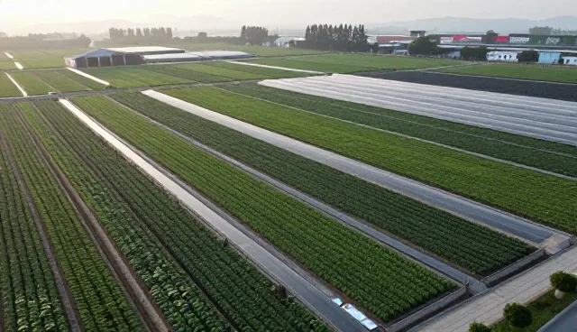 心理疏导提示词开发效率提升，优化内容选型策略
