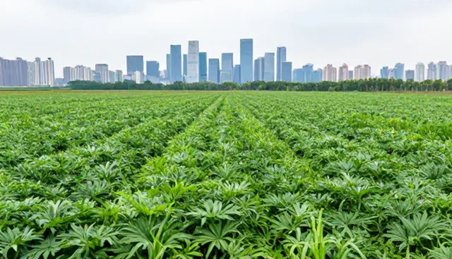 系统优化：集中式部署与分布式部署的对比分析