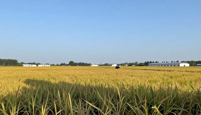 化方案实施中的软件性能优化对比与取舍