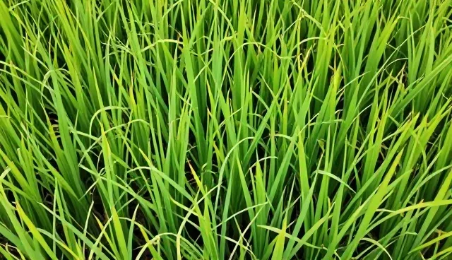农产品收购如何选择高产水稻种苗？
